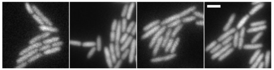 low-noise expression from 100 to 10,000 molecules/cell