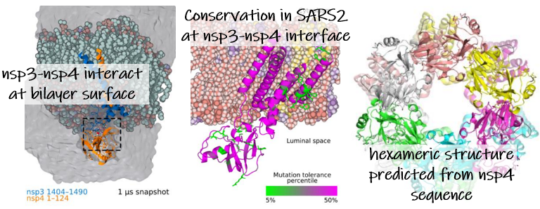 Insights into nsp3-nsp4 interaction from structure prediction and MD