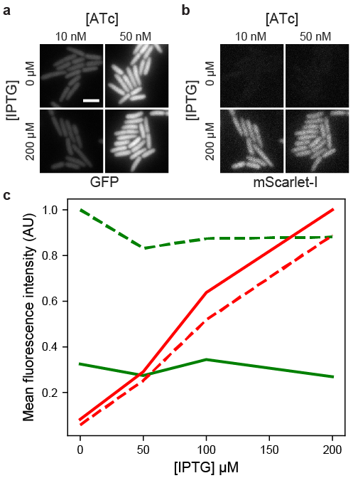 Figure 4: Independence of induction of TetR and LacI systems. MG1655 cells harboring pJS101 (ATc-inducible expression of GFP) and pDG101 (IPTG-inducible expression of mScarlet-I) were grown with different combinations of IPTG and ATc concentrations. (a) GFP fluorescence shows no influence of IPTG on ATc-induced expression of GFP. (b) No influence of ATc on IPTG-induced expression of mScarlet-I. The same regions are imaged as in a. Scale bar 3 µm. (c) Average single-cell GFP (green) and mScarlet-I (red) fluoresence, normalized by the maximum average fluorescence for each color. Solid lines: 10 nM ATc. Dashed lines: 50 nM ATc. A small decrease in mScarlet-I fluorescence in 50 nM ATc occurred because samples were prepared at the same time on PBS gel pads without inducer; 10 nM ATc samples were imaged approximately 30 minutes later, with some additional mScarlet-I expression, maturation, and cell growth.